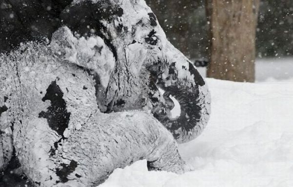 Слоны и снег